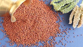 Finger Millet During Pregnancy: 9 Health Benefits Of Ragi For Lactating Mothers