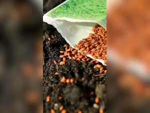 7 Benefits Of Garden Cress Seeds You Did Not Know About