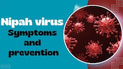 Nipah virus: The signs and precautions you should take for the Nipah virus