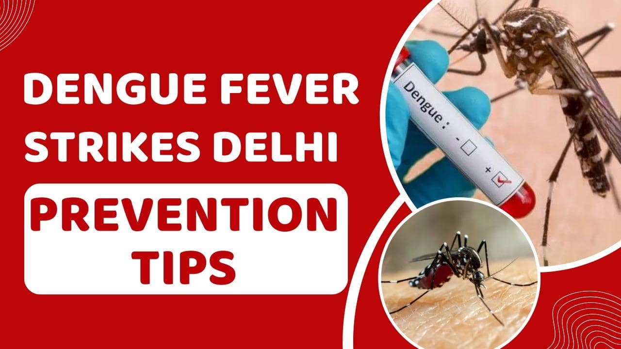 Delhi Dengue Scare: Symptoms, Prevention, and More! | TheHealthSite.com