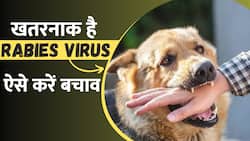 Rabies: कुत्ता काटे तो न करें लापरवाही, इतने घंटे में लगवा लें Injection