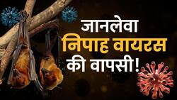 Nipah Virus Alert: मौत का कारण बना ये Virus! जानें कितना है खतरनाक?