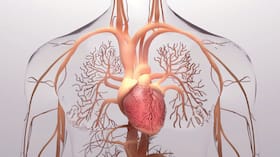 Stress: The Silent Architect Of Heart Disease