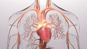 Stress: The Silent Architect Of Heart Disease