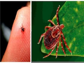 Scrub Typhus Claiming Lives In Shimla: Be Aware Of The Signs And Symptoms Scrub Typhus Claiming Lives In Shimla: Be Aware Of The Signs And Symptoms