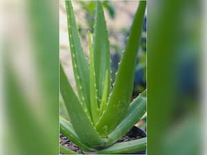 How To Use Aloe Vera On Scalp To Prevent Hair Loss?
