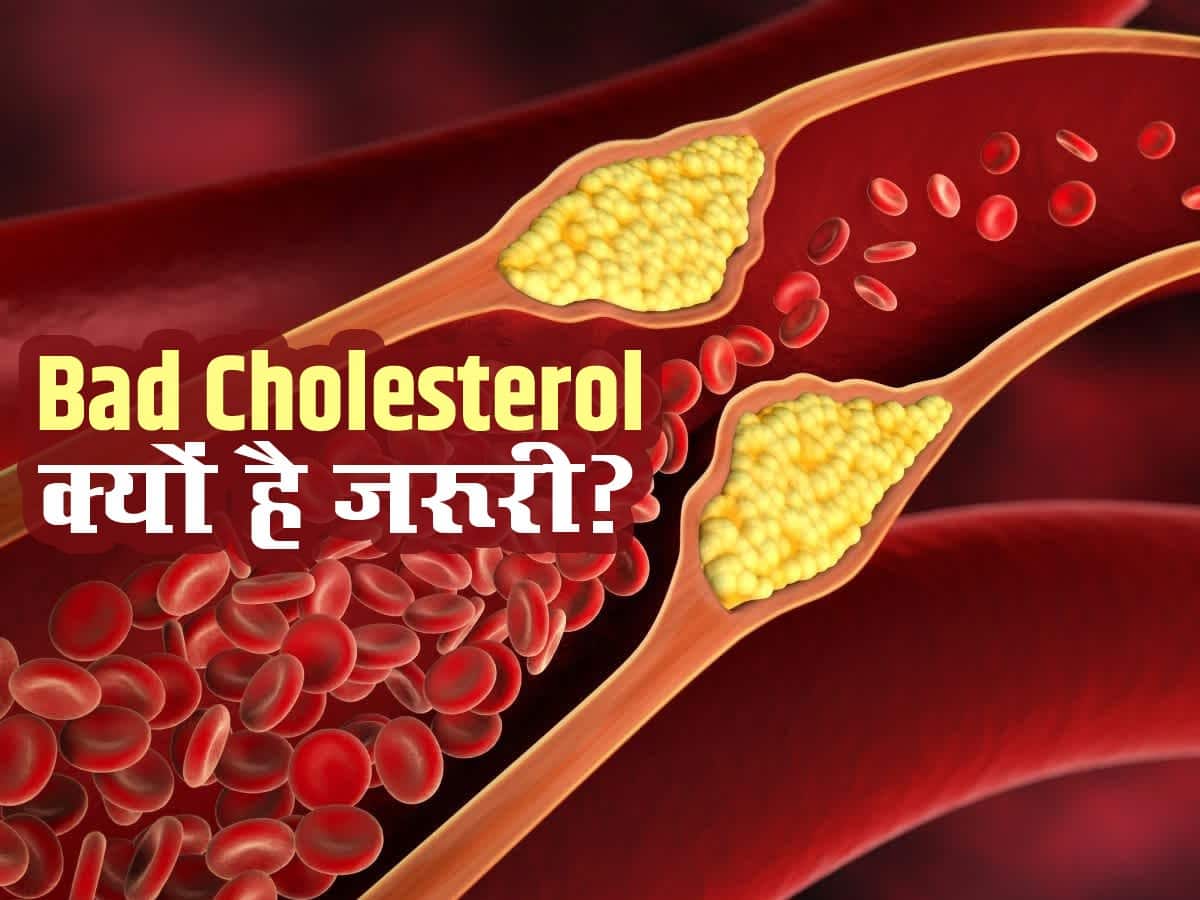 bad cholesterol ka kaam kya hai शरीर के इन हिस्सों के निर्माण के लिए