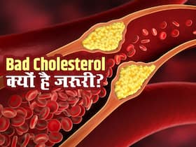 शरीर के इन हिस्सों के निर्माण के लिए Bad Cholesterol है जरूरत, कमी होने पर हो सकती है ये परेशानी