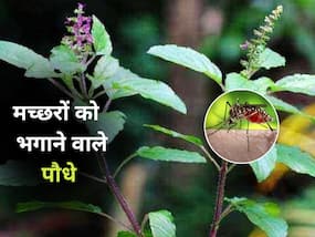 अगर डेंगू से बचना चाहते हैं, तो अपने घर में लगाएं ये मच्छर भगाने वाले कुछ पौधे