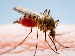 Dengue On The Rise In Uttar Pradesh: 'Ready To Face Surge, Monitoring Cases', Says Deputy Chief Minister