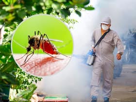 Dengue Sweeps Through West Bengal: With Over 26k Cases, State Battles Worst Dengue Outbreak