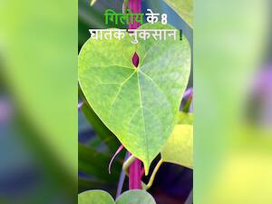 गिलोय का सेवन करने से पहले जान लें इसके 8 नुकसान