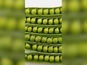 Green Peas: 10 Unknown Health Benefits Of This Excellent Protein Source