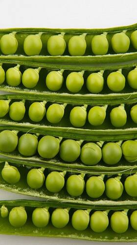 Green Peas: 10 Unknown Health Benefits Of This Excellent Protein Source Green Peas: 10 Unknown Health Benefits Of This Excellent Protein Source