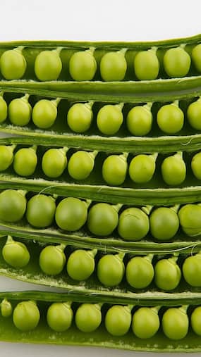 Green Peas: 10 Unknown Health Benefits Of This Excellent Protein Source