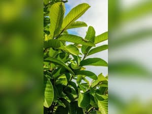 खाली पेट अमरूद की 1 पत्ती चबाने से सेहत को होंगे जबरदस्त फायदे