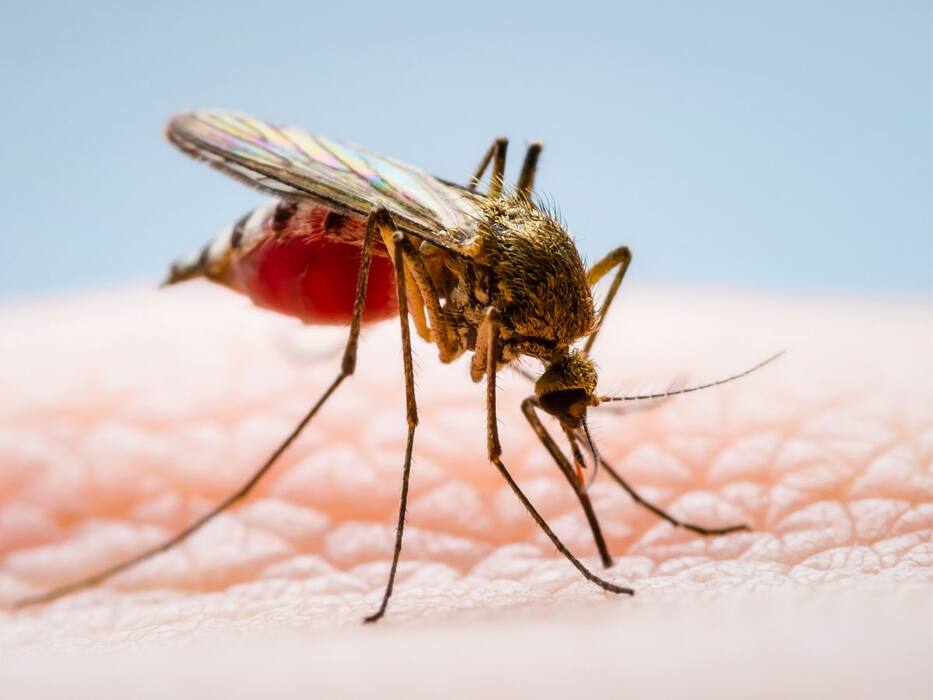 How To Kill Dengue Mosquitoes? Try These 5 Easy Home Remedies For Fast Results