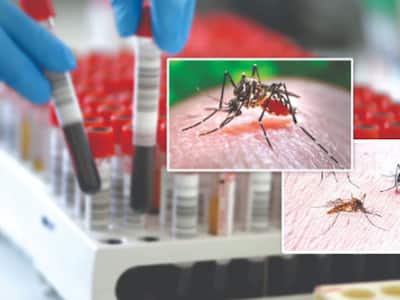 Kolkata On High Alert Amid Sudden Malaria and Dengue Cases Surge: How To Know If You Are Infected?