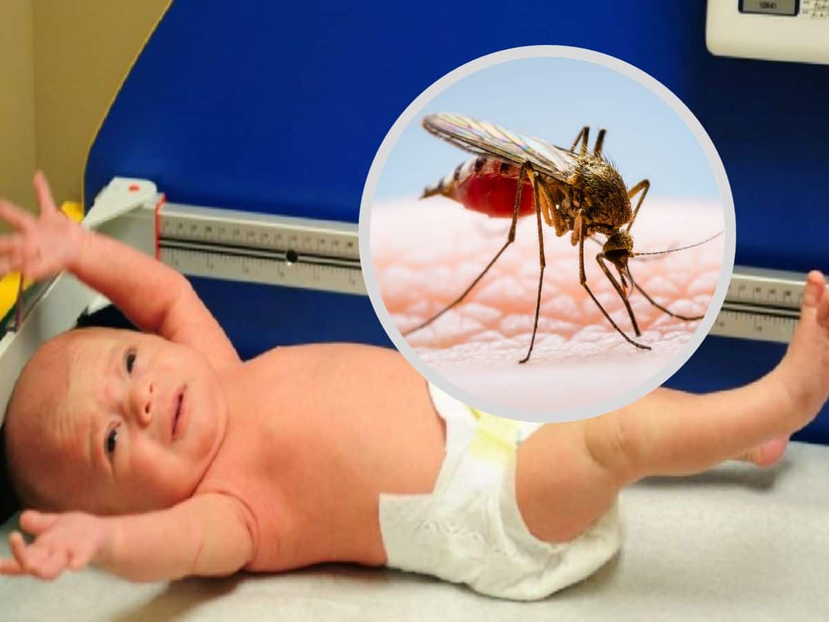 Dengue Havoc In Kolkata: Newborn Catches Dengue from Mother in Rarest of Rare Vertical Transmission - Vimarsana News