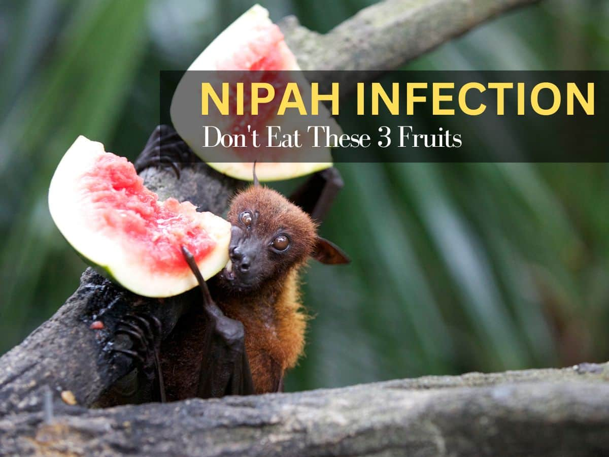 Nipah Virus: 3 Fruits You Should Avoid Completely During The Outbreak ...