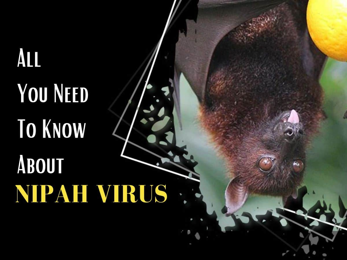 Nipah Virus Is Back From Eating The Brain To Causing Inflammation 9 Warning Signs Of Nipah