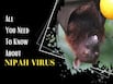 Nipah Virus Alert Issued In Jharkhand: Strict Surveillance, Mandatory Testing, Isolation - How Deadly Is The NiV Virus Infection?