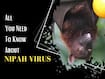 Nipah Virus Alert Issued In Jharkhand: Strict Surveillance, Mandatory Testing, Isolation - How Deadly Is The NiV Virus Infection?