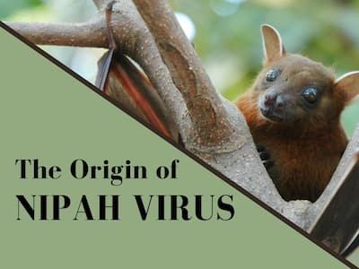 How Nipah Virus Got Its Name: A Story of a Deadly Virus and a Small Village