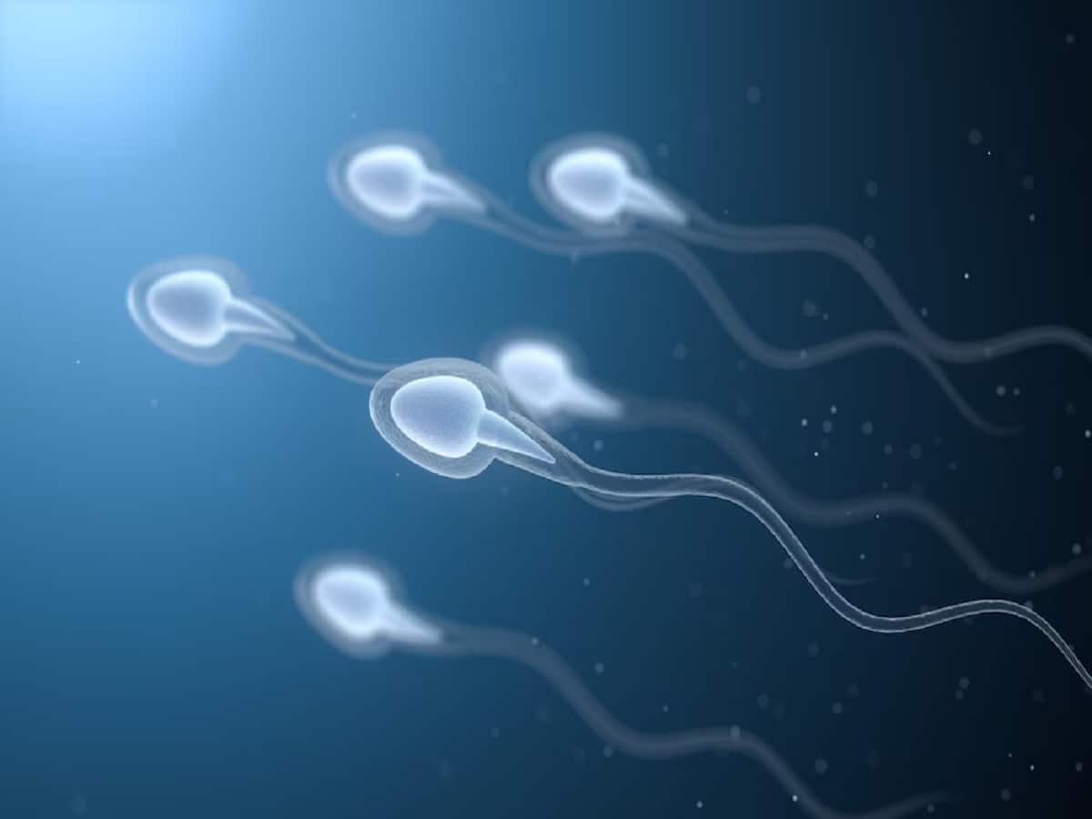 Why Sperm DNA fragmentation testing is important in IVF treatment?