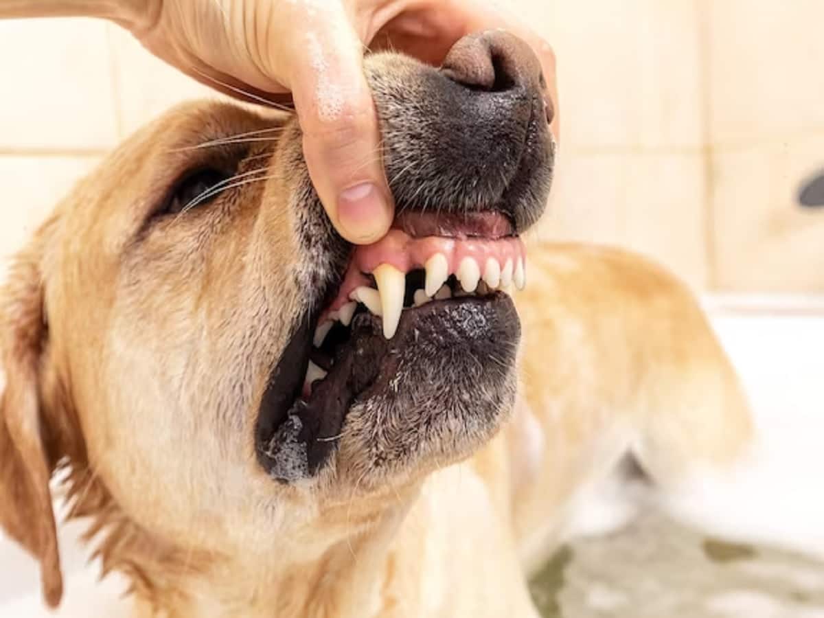 Not just bite, dog's scratch too causes rabies | Mumbai News - Times of  India