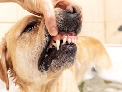 World Rabies Day: What To Do If A Child Is Bitten Or Scratched By A Dog?