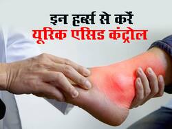 आयुर्वेद के इन हर्ब्स से यूरिक एसिड को कर सकते हैं कंट्रोल, रोजाना की डाइट में इस तरह करें शामिल 