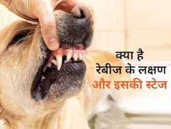 रेबीज का इलाज क्या मुमकिन है? जानें इनके लक्षण और 4 स्टेज के बारे में