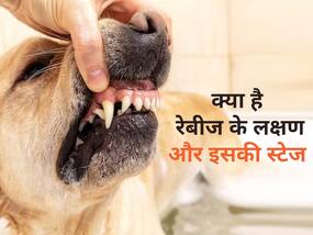 रेबीज का इलाज क्या मुमकिन है? जानें इनके लक्षण और 4 स्टेज के बारे में