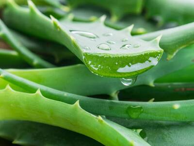 Aloe Vera: The Natural Remedy for Healthy Hair and Skin