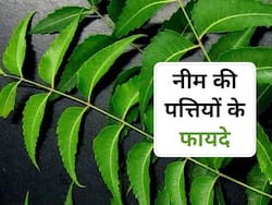 Neem Leaves Benefits: रोज चबाएं नीम की पत्तियां, दूर होंगी ये बीमारियां
