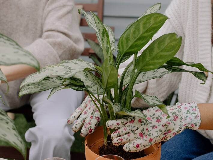 5 Best Air Purifying Indoor House Plants That Don't Need Sunlight