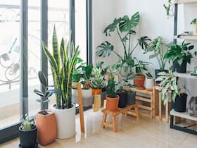 5 Best Air Purifying Indoor House Plants That Don't Need Sunlight 5 Best Air Purifying Indoor House Plants That Don't Need Sunlight