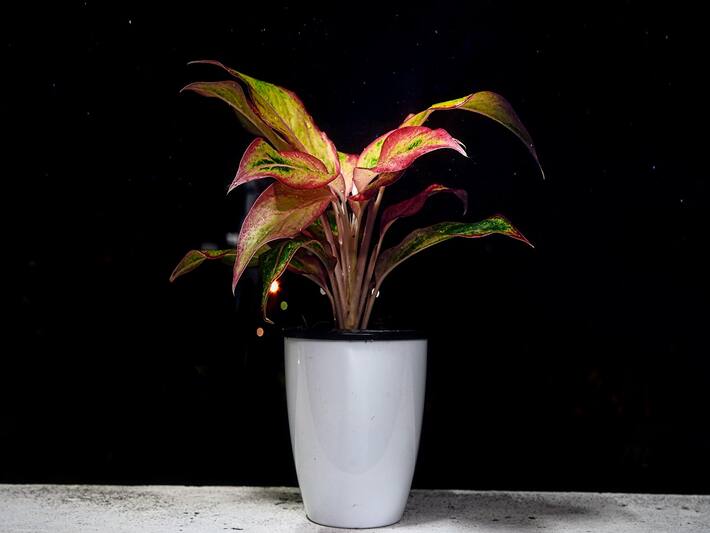 5 Best Air Purifying Indoor House Plants That Don't Need Sunlight