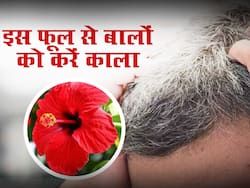 क्या सफेद होते बालों की वजह से बूढ़े दिखने लगे हैं आप? फ्री में मिलने वाले इस फूल से बालों को करें काला