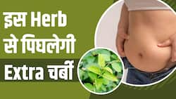 Weight Loss Herb: चर्बी को तेजी से पिघाल देगा ये Herb, ऐसे होगा Weight Loss!