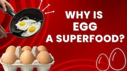 Reasons Why Eggs Are A Superfood Of Your Diet