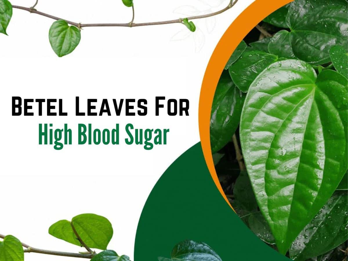 Betel Leaf For High Blood Sugar: Chewing This Leaf Before Sleeping Can Control Diabetes Symptoms