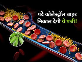 नसों में चिपके बैड कोलेस्ट्रॉल को बाहर फेंकने के लिए चबाएं ये खास पत्ता, रोजाना खाली पेट चबाने से मिलेंगे ये अनोखे लाभ