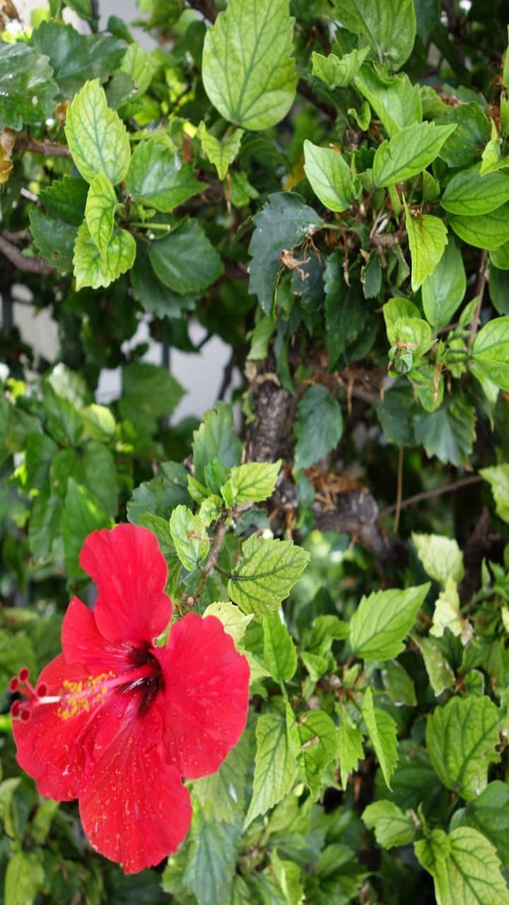 From Hair Care To Weight Loss 10 Surprising Benefits of Hibiscus Leaf