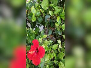 From Hair Care To Weight Loss: 10 Surprising Benefits of Hibiscus Leaf