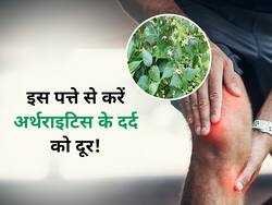 अर्थराइटिस के भयंकर दर्द को 1 ही सप्ताह में ठीक कर सकता है ये अनोखा पत्ता, इस तरह करें इस्तेमाल