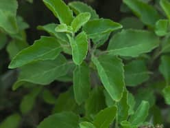 Exploring Tulsi: The Journey From Holy Herb To Health Hero