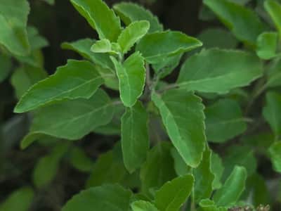 Exploring Tulsi: The Journey From Sacred Herb To Health Hero