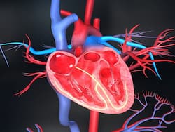 क्या होता है कार्डियक हाइपरट्रॉफी? डॉक्टर से जानिए इसके बारे में सबकुछ